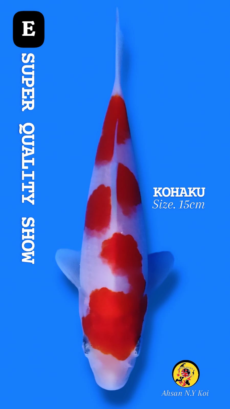 KOHAKU SUPER QUALITY SHOW 15cm