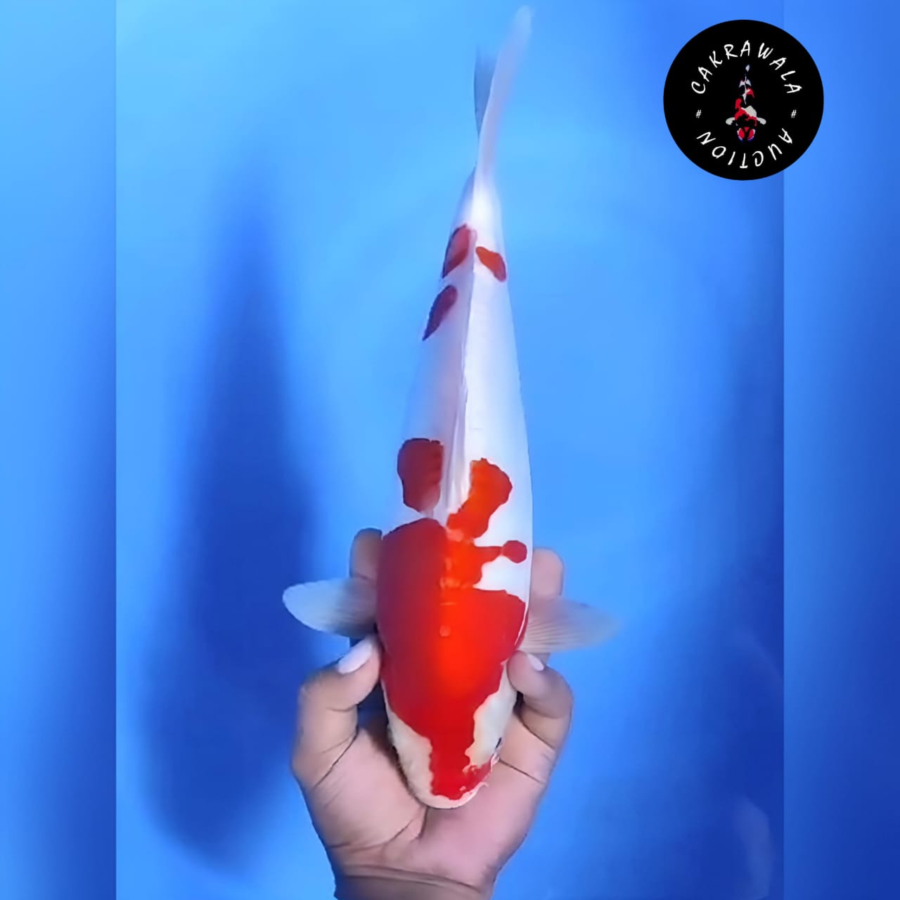 KOHAKU DOITSU 32cm