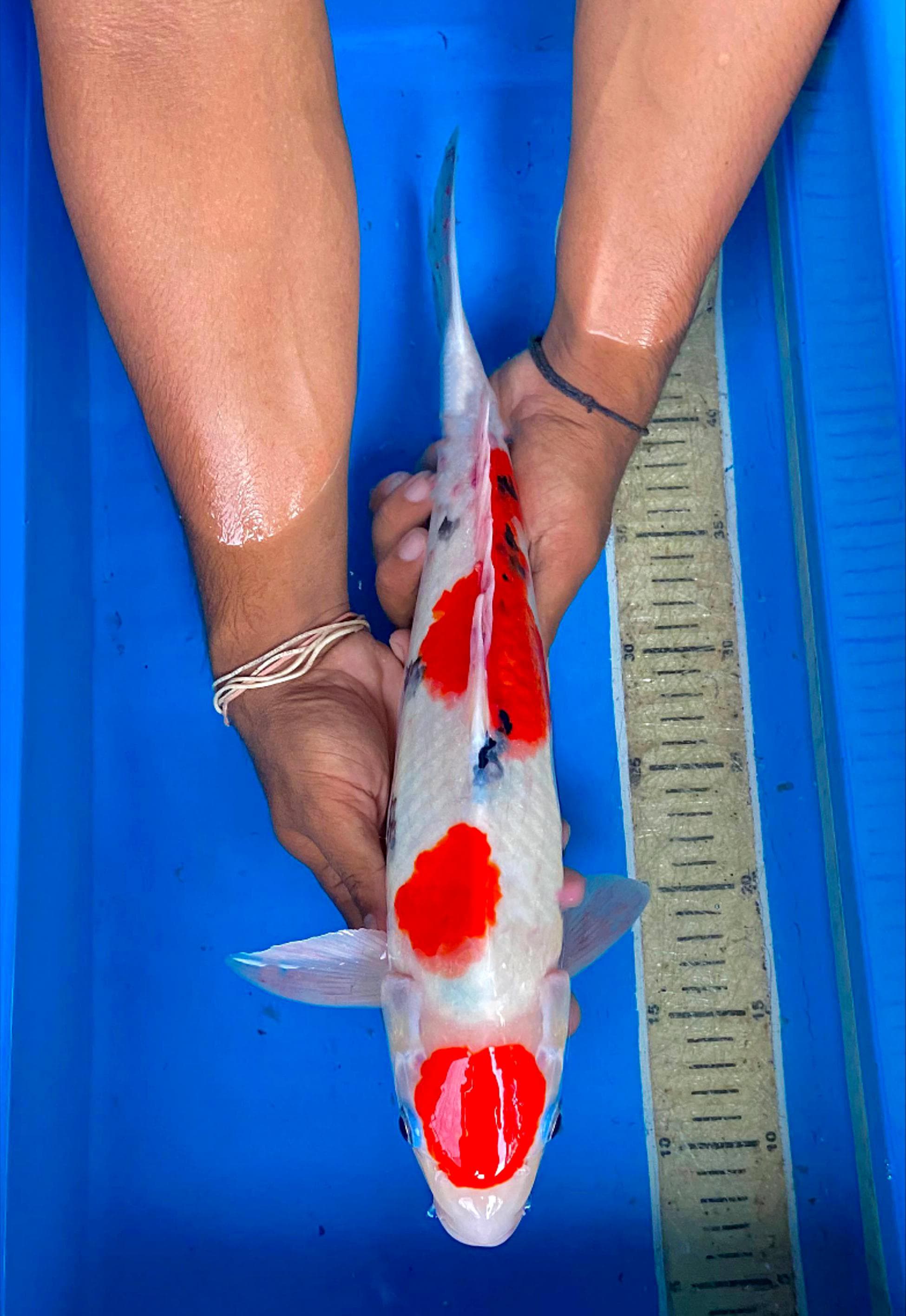 MARUTEN SANKE 45cm