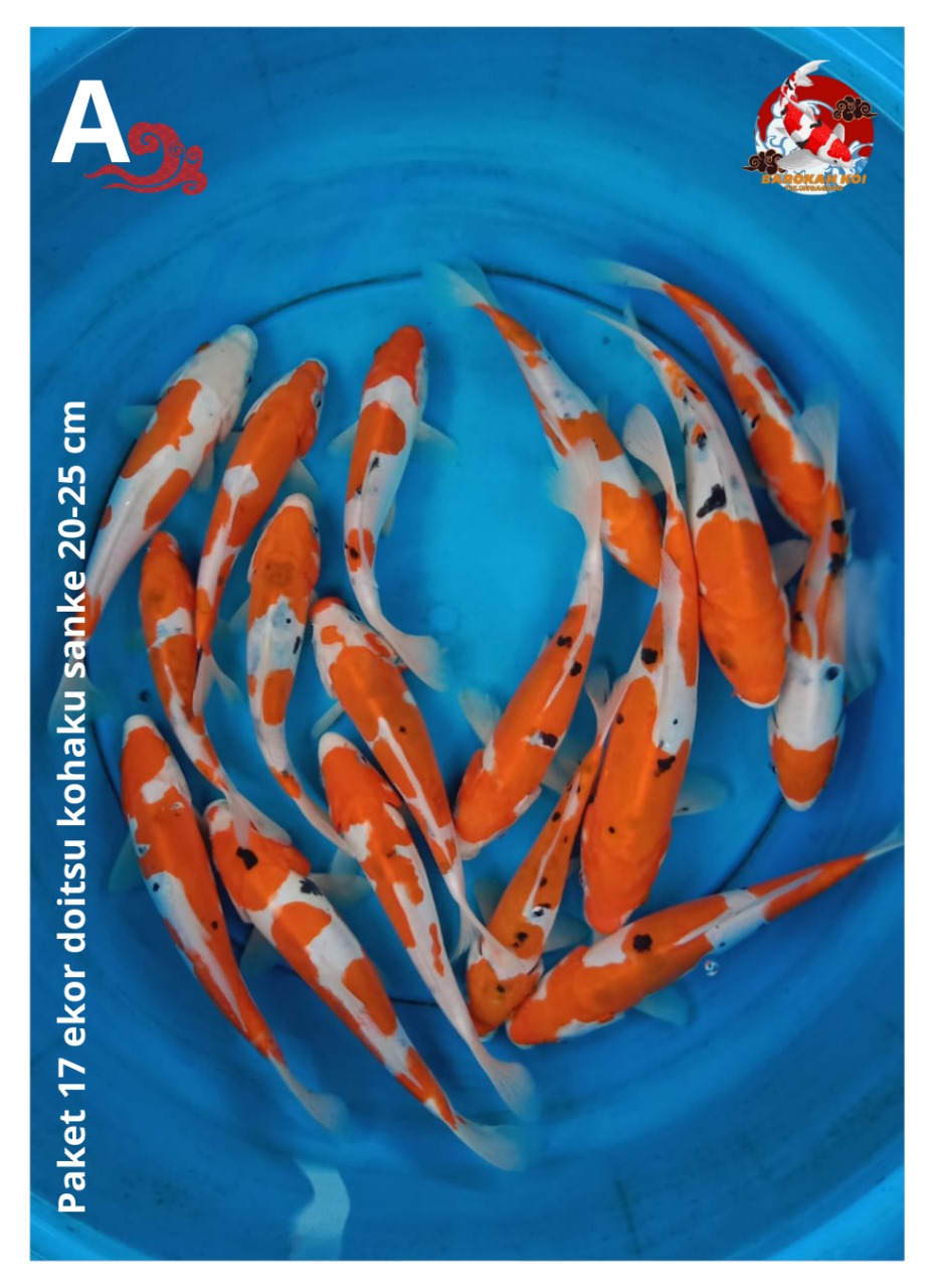 PAKET 17 EKOR DOITSU KOHAKU SANKE 20-25cm