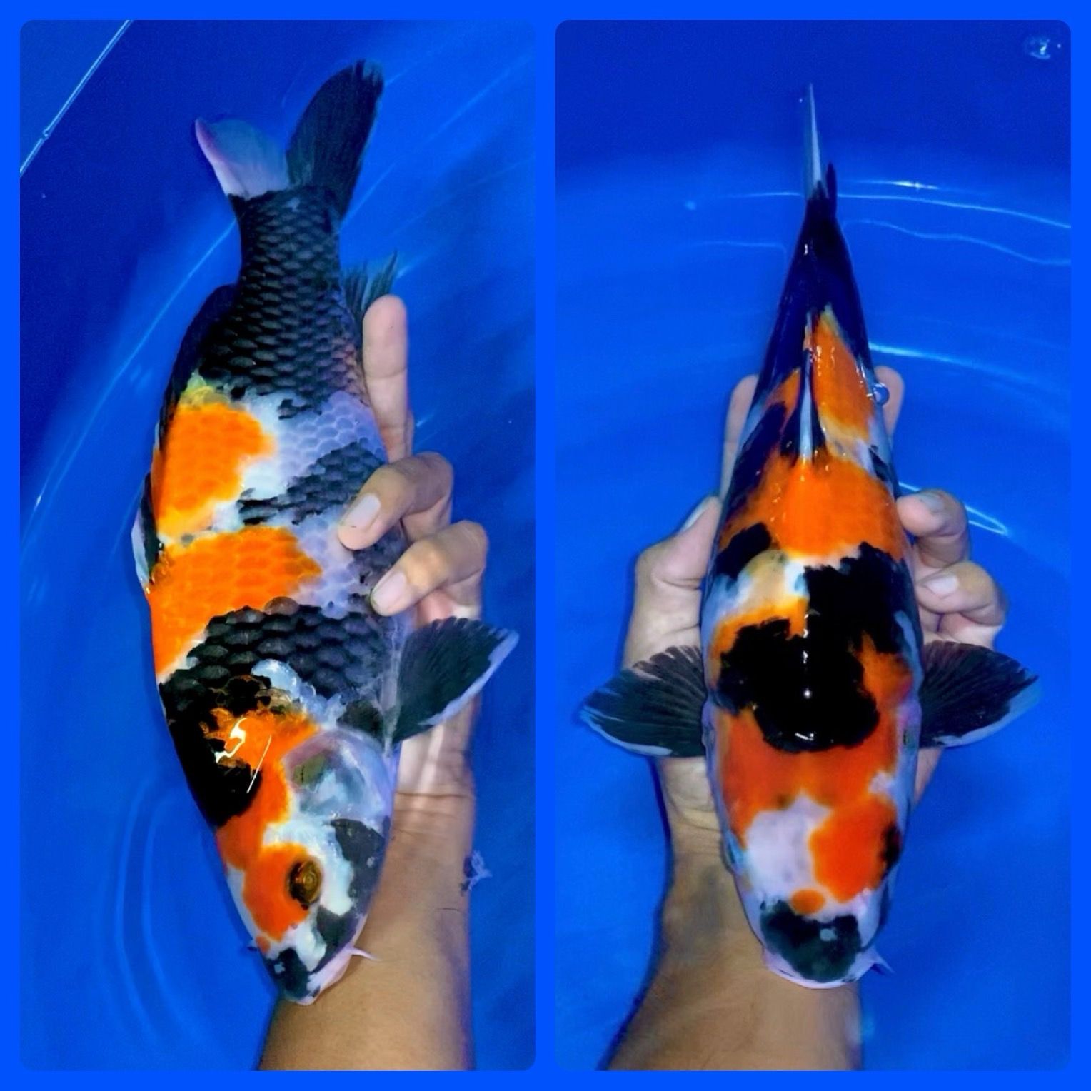 SHOWA BERPUNUK 35cm