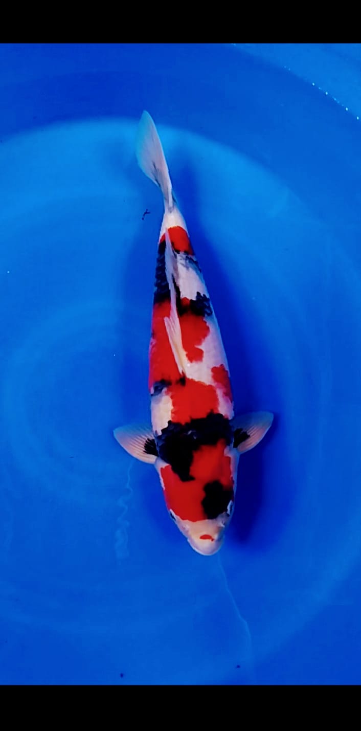 SHOWA SANSHOKU JOOSS MALE 43cm