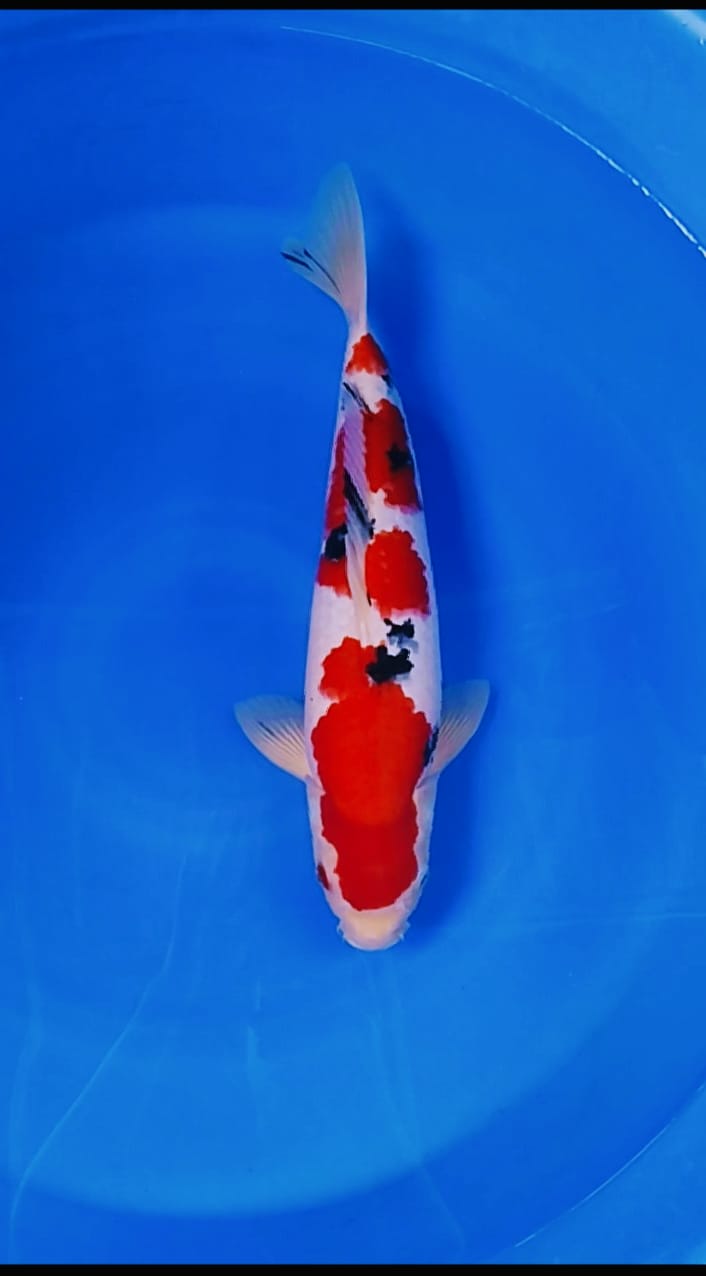 SANKE SUPER QUALITY JOOSS MALE 44cm