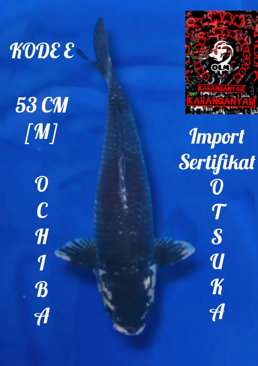 OCHIBA IMPORT OTSUKA JANTAN 53cm