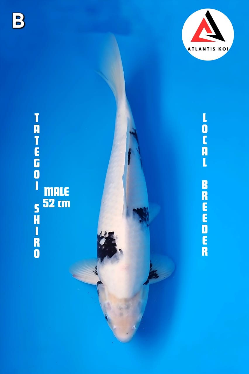 SHIRO UTSURI 52cm MALE LOCAL BREEDER