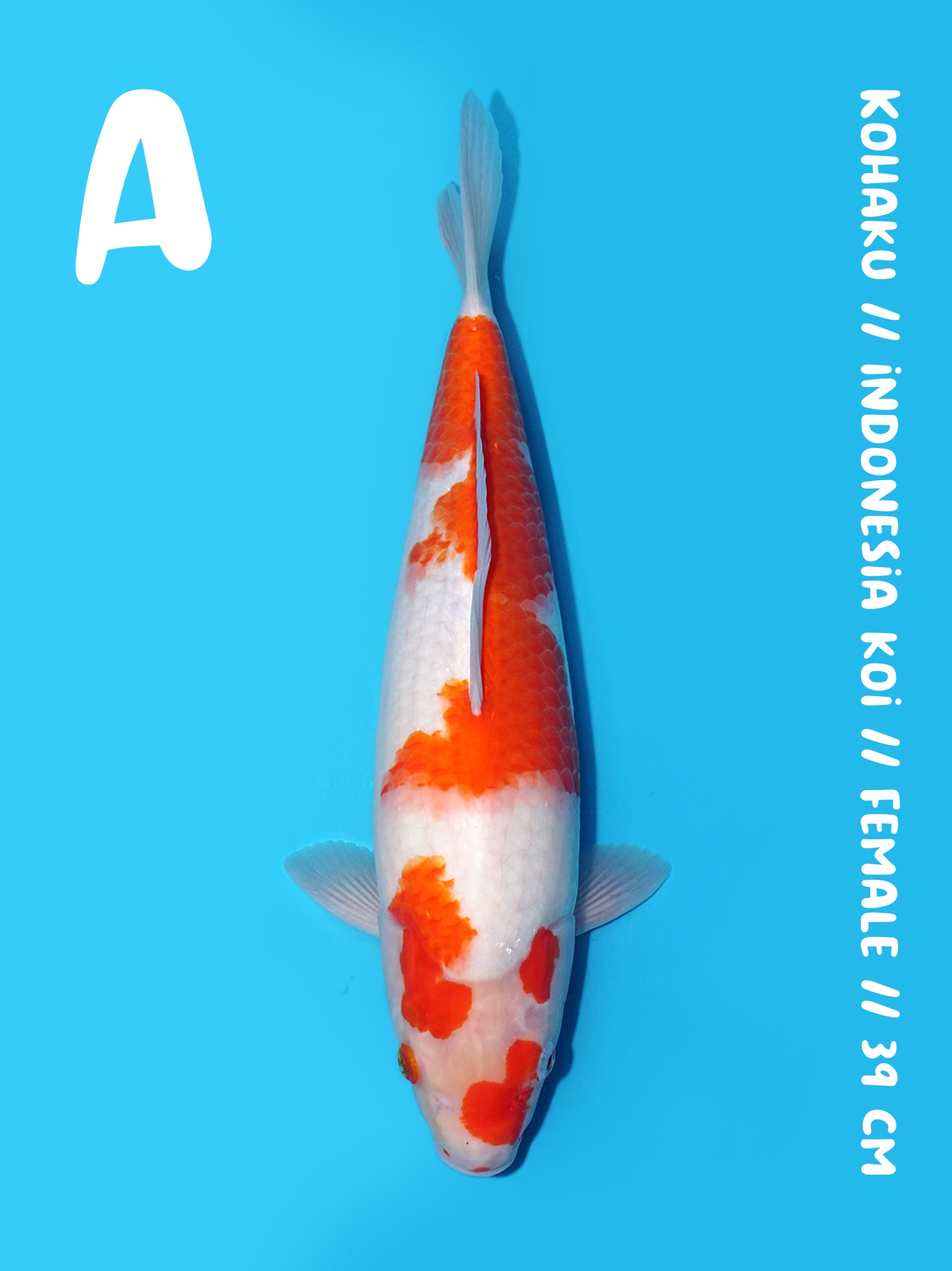 KOHAKU 39cm