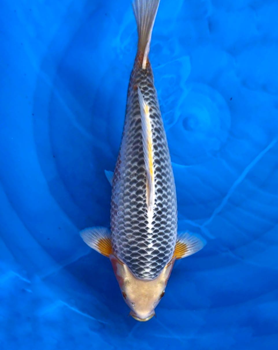ASAGI SQ TOP FUKURIN44cm