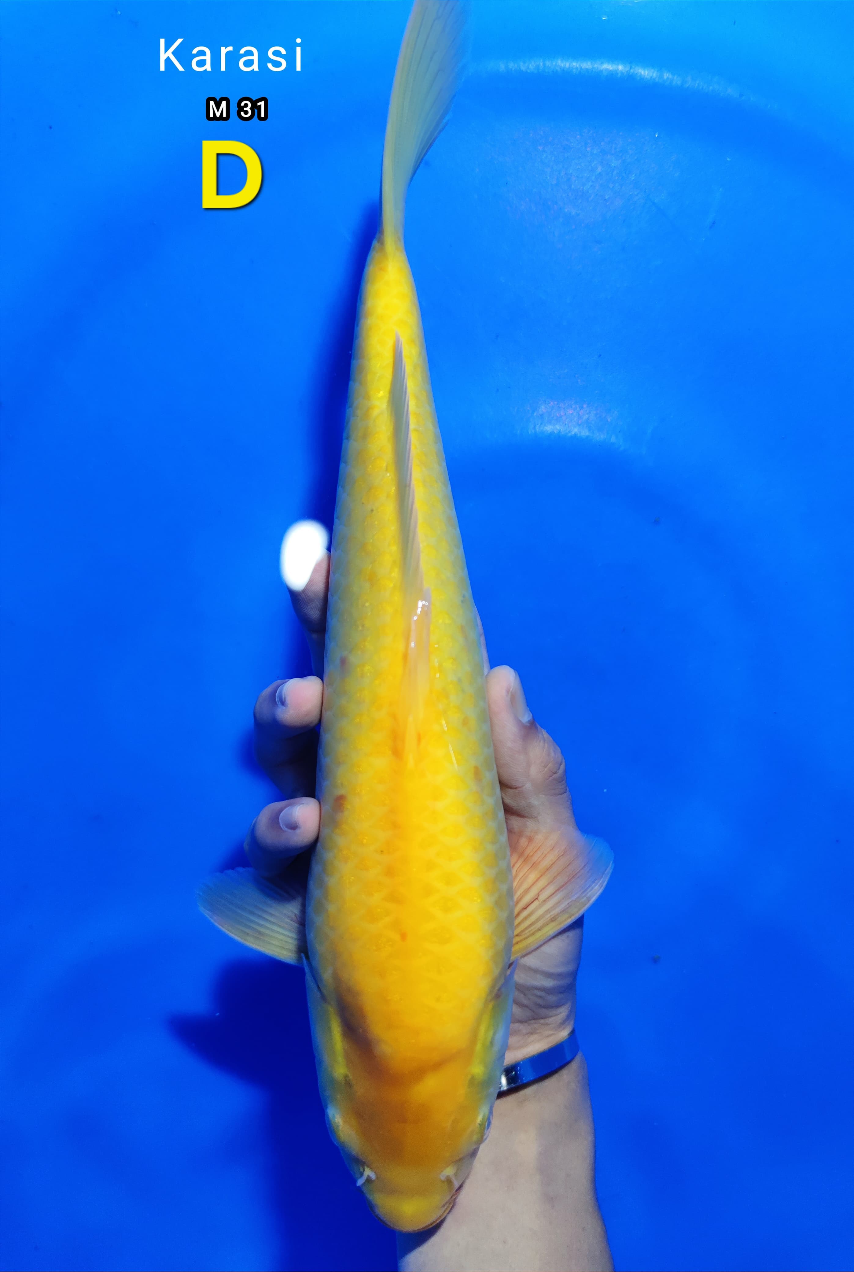KARASI 31cm