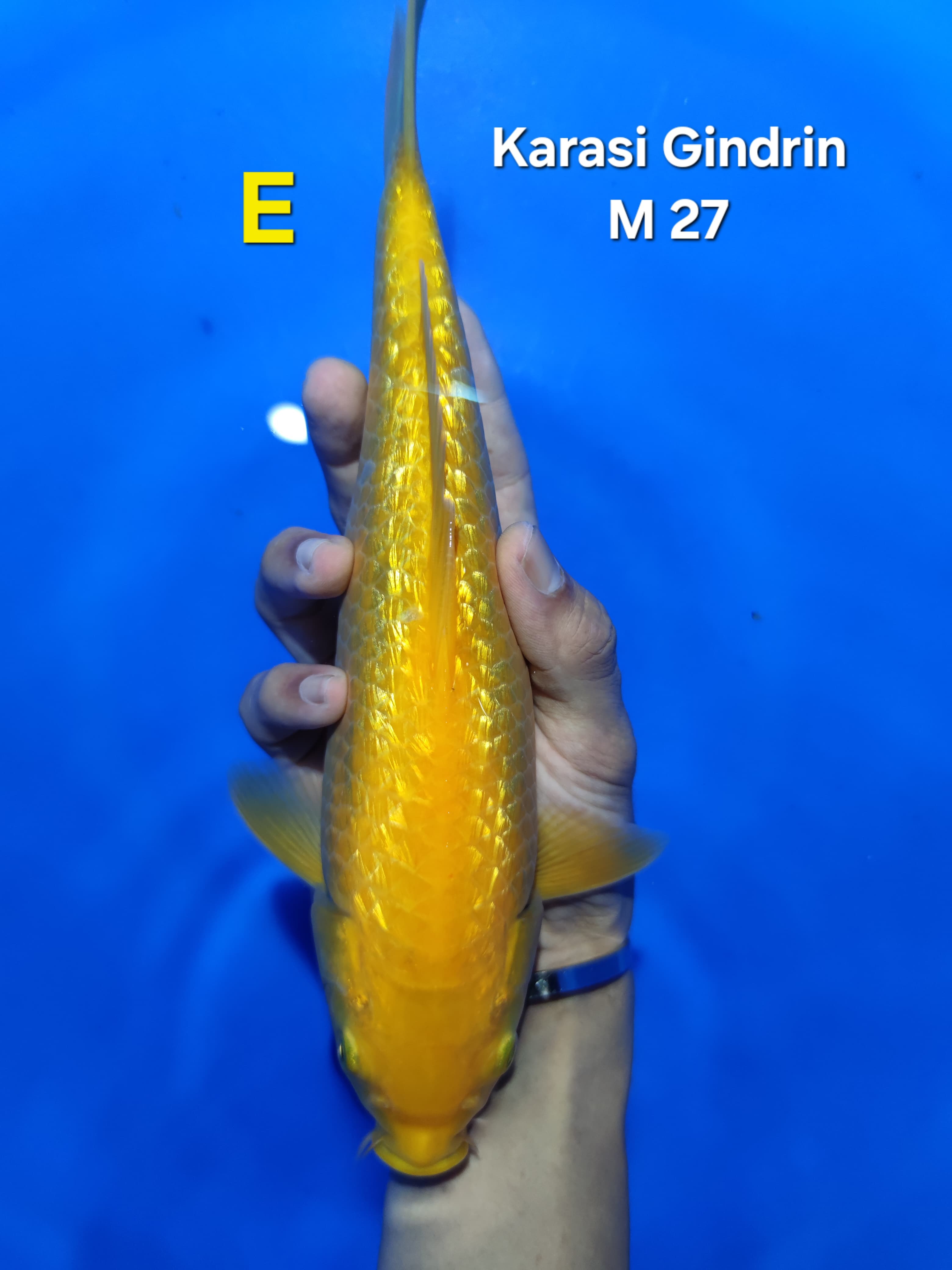KARASI GINDRIN 27cm