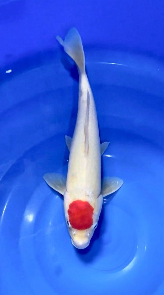 TANCO KOHAKU 37cm