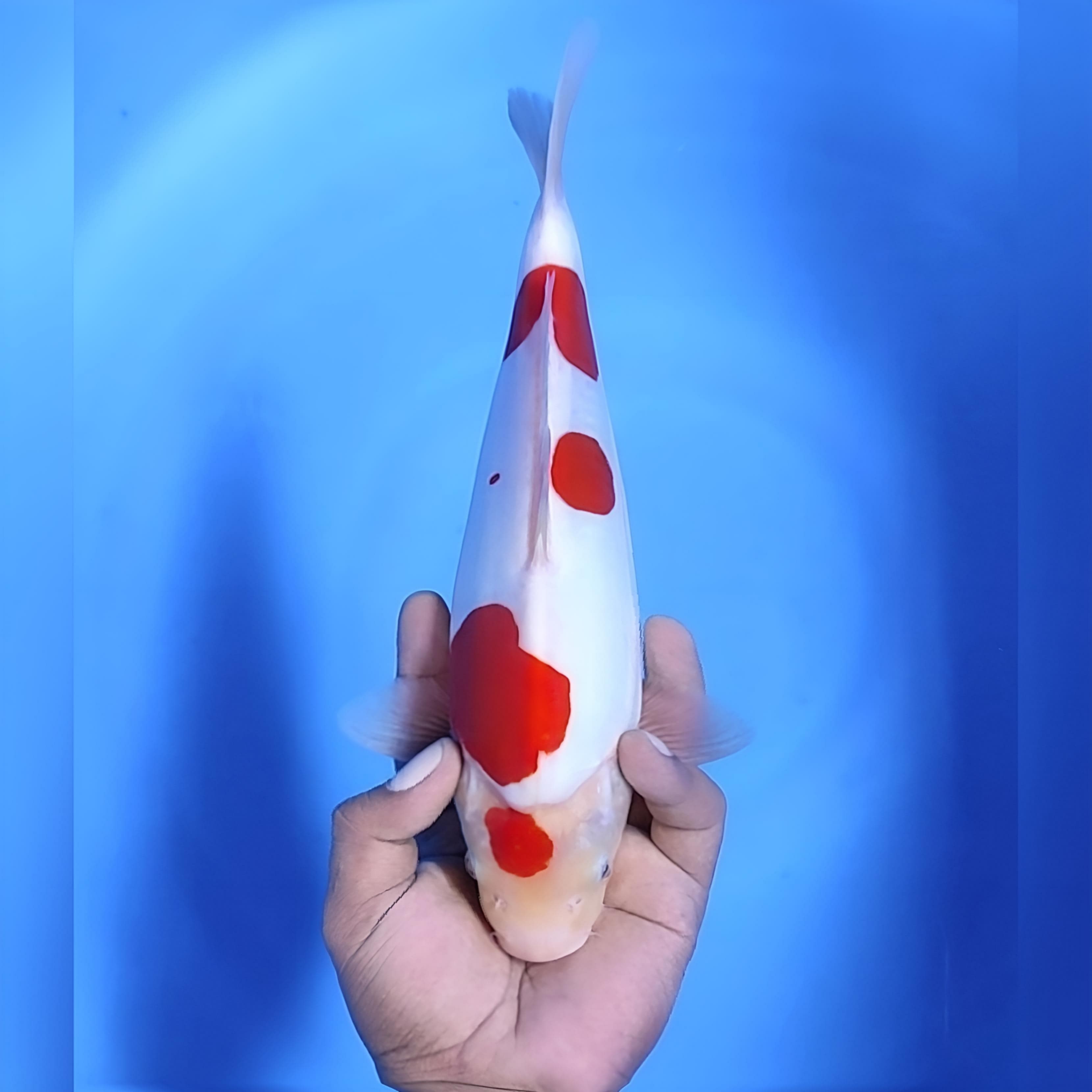 DOITSU KOHAKU 29cm