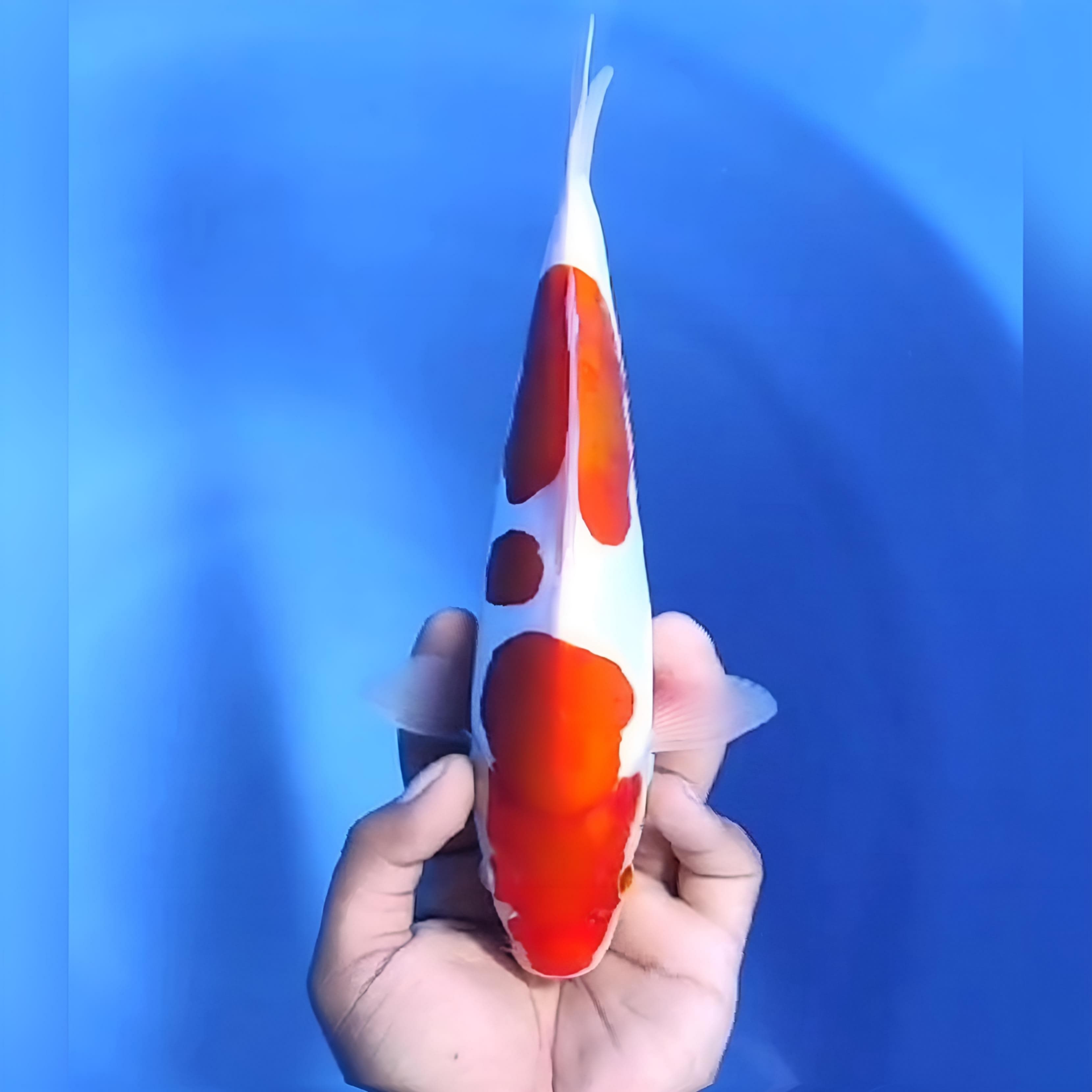 KOHAKU DOITSU 23cm