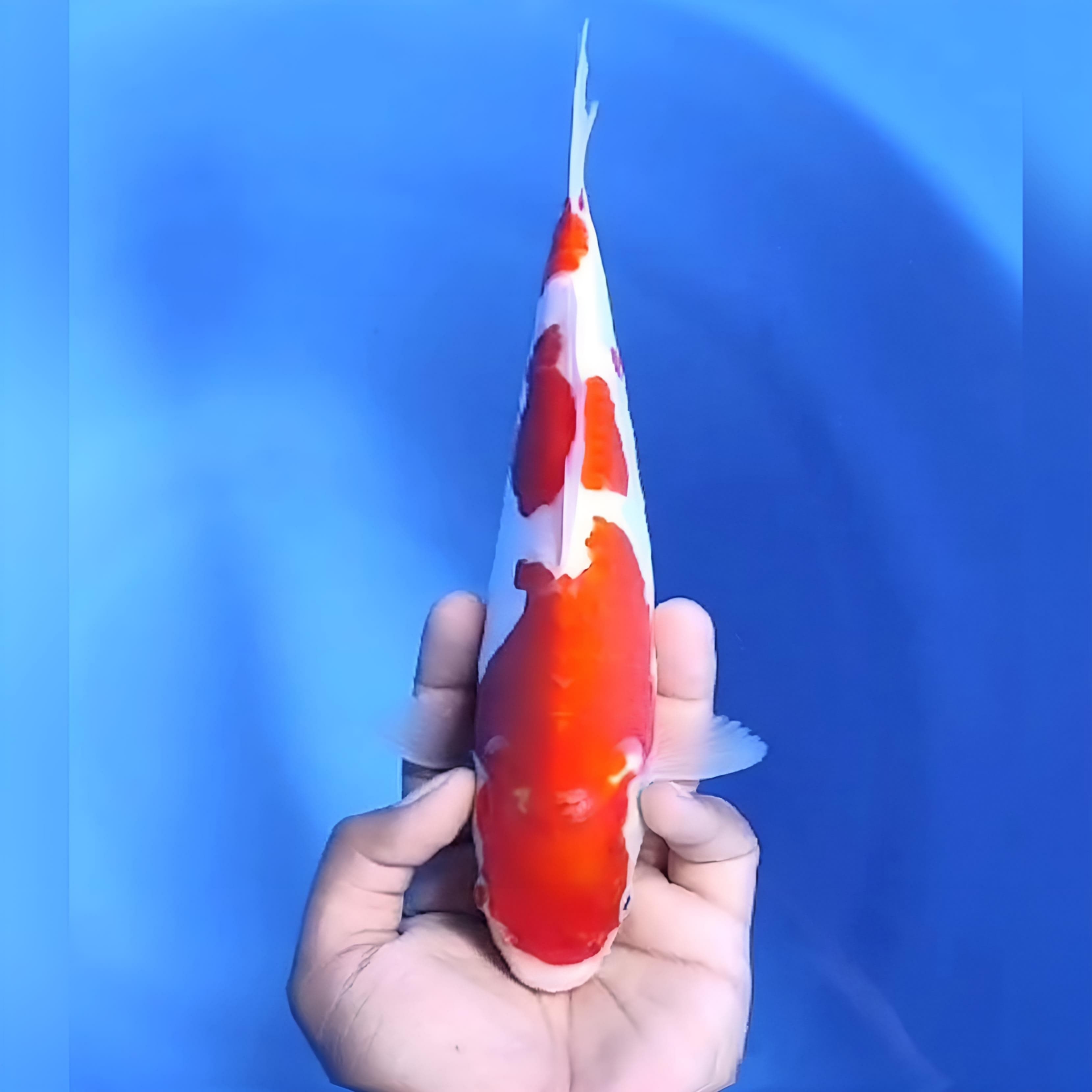 KOHAKU DOITSU 26cm
