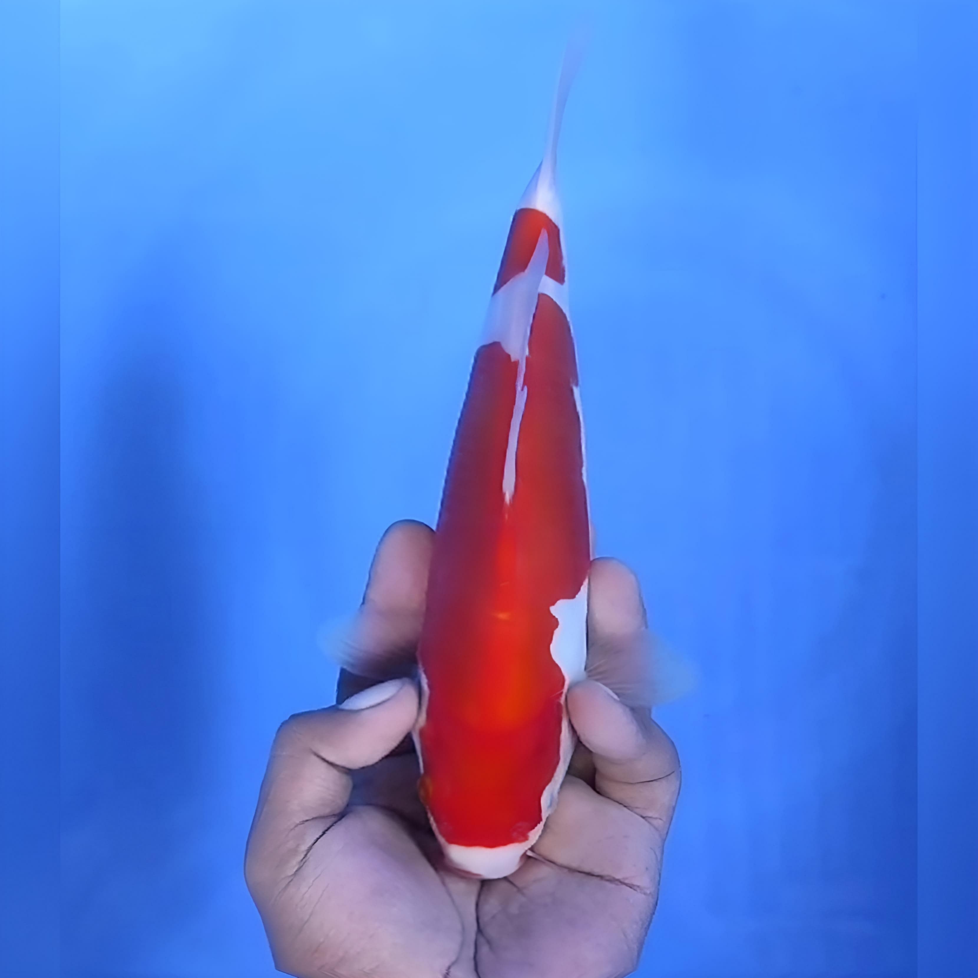 DOITSU KOHAKU 25cm