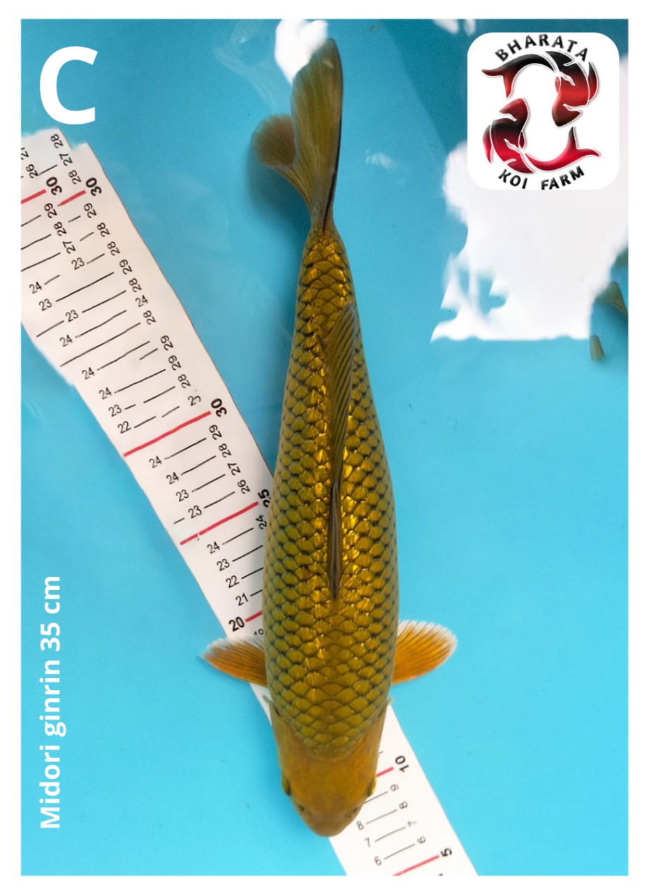 MIDORI GINRIN 35cm