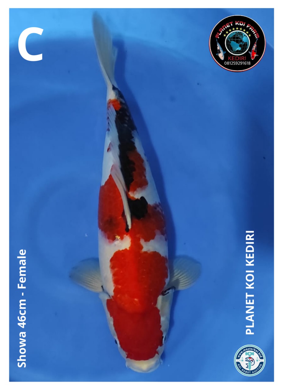 SHOWA 46cm