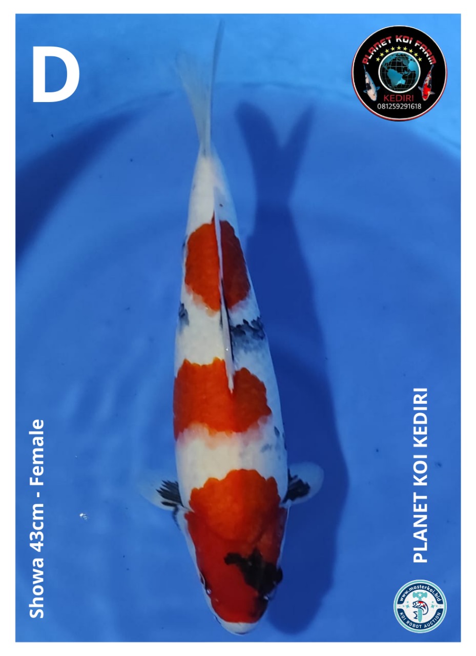 SHOWA 43cm