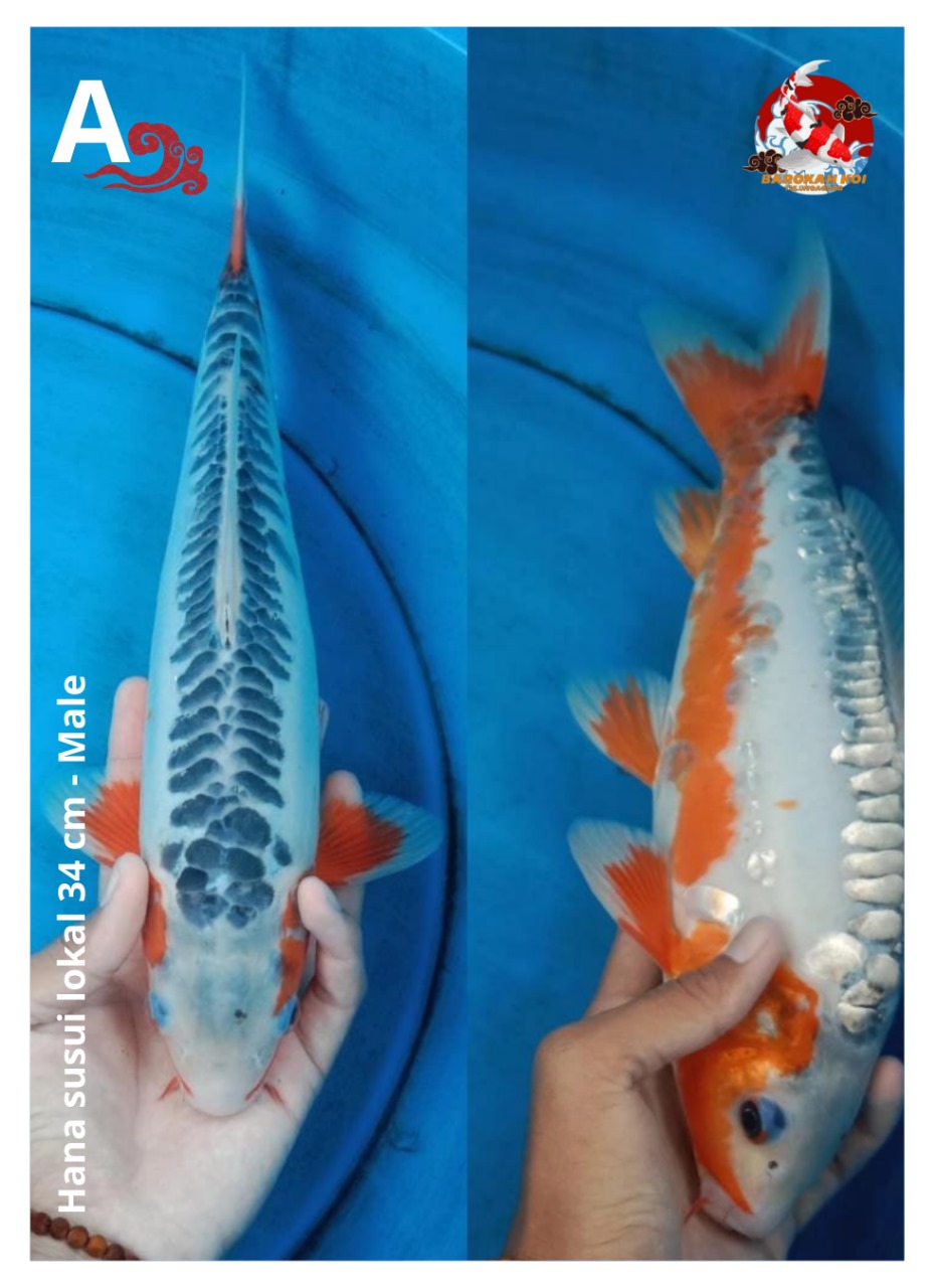 HANA SUSUI LOKAL 34cm