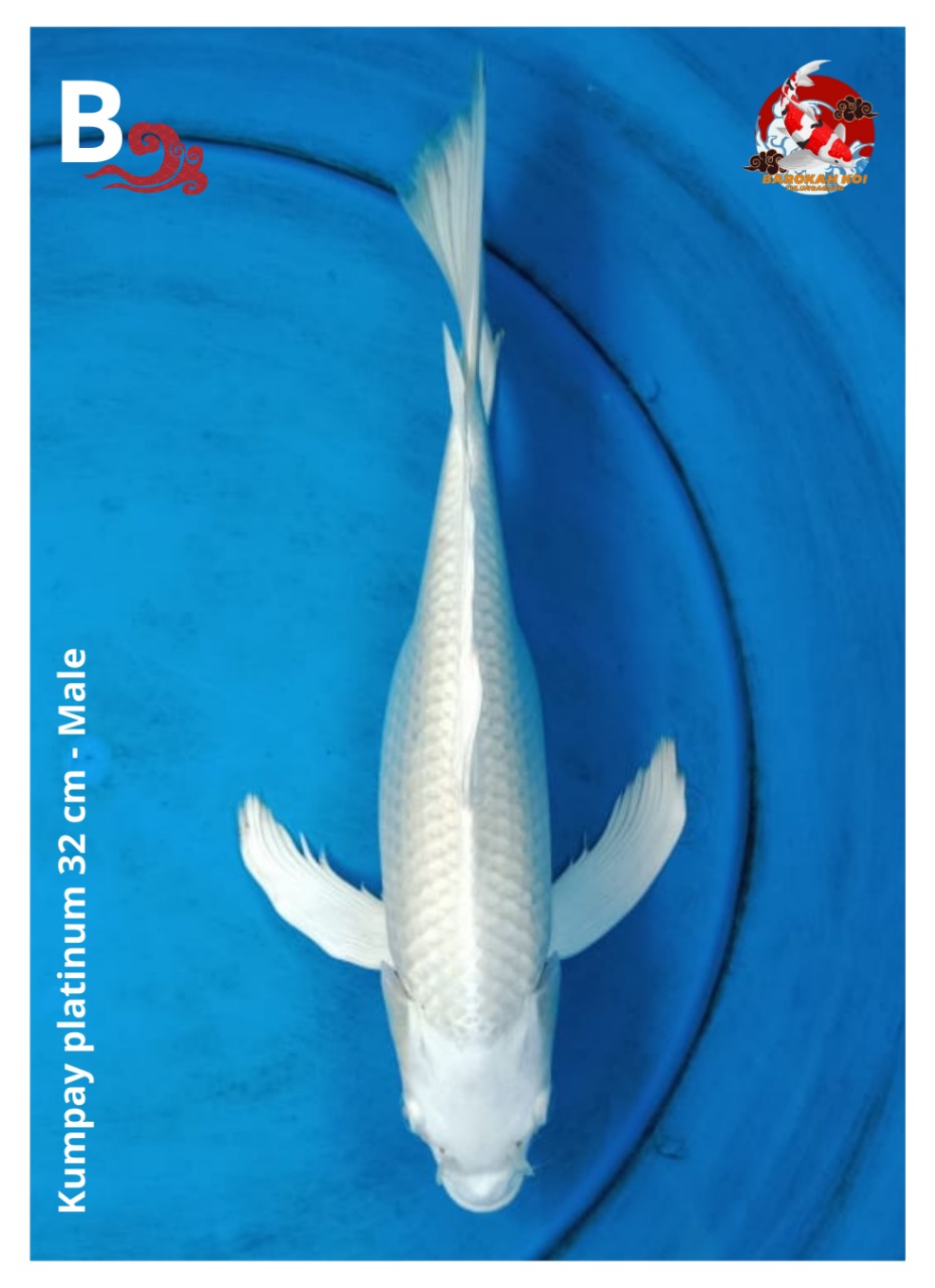 KUMPAY PLATINUM 32cm