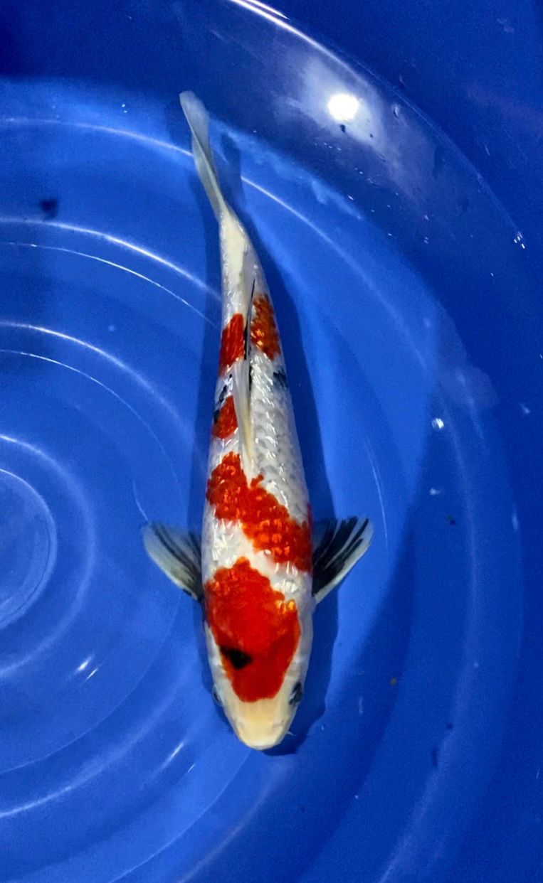 KINDAI SHOWA 44cm