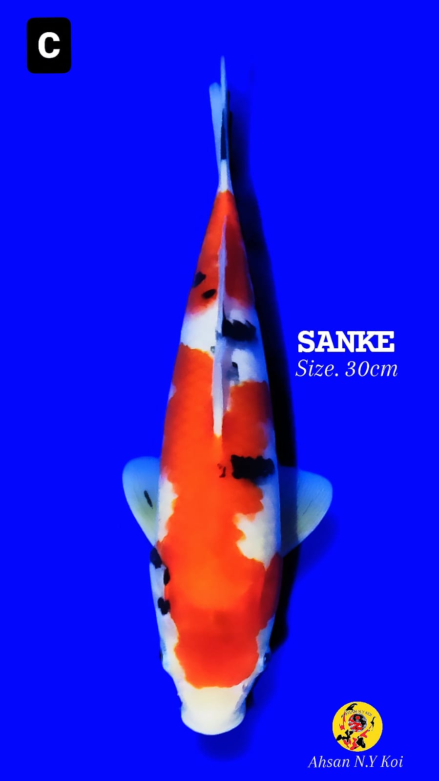SANKE SUPER HIGH QUALITY 30cm