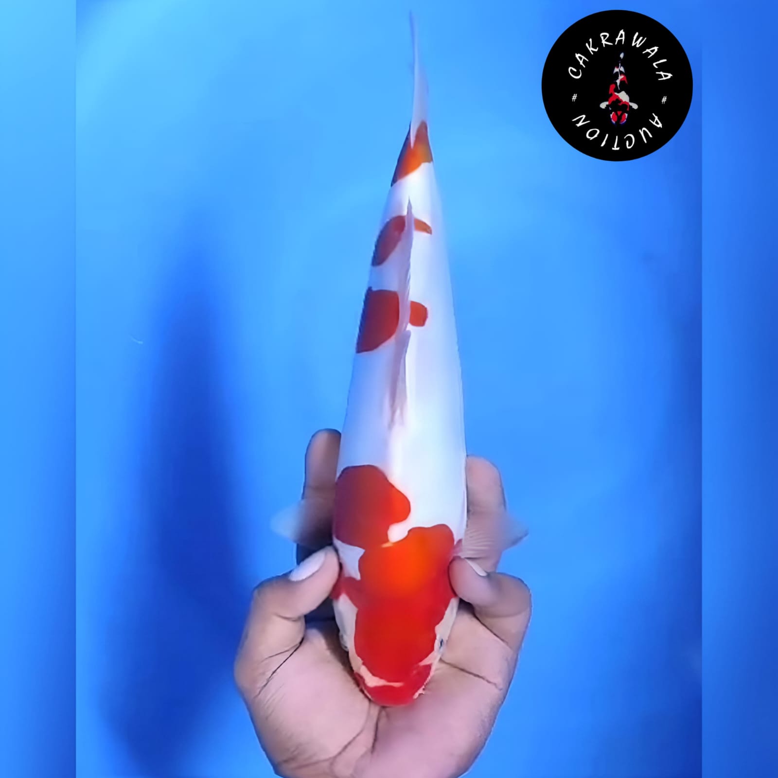 KOHAKU DOITSU MURNI 28cm
