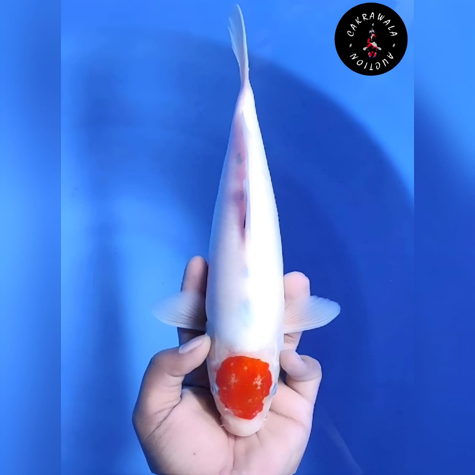TANCHO SANKE TATEGOI 30cm