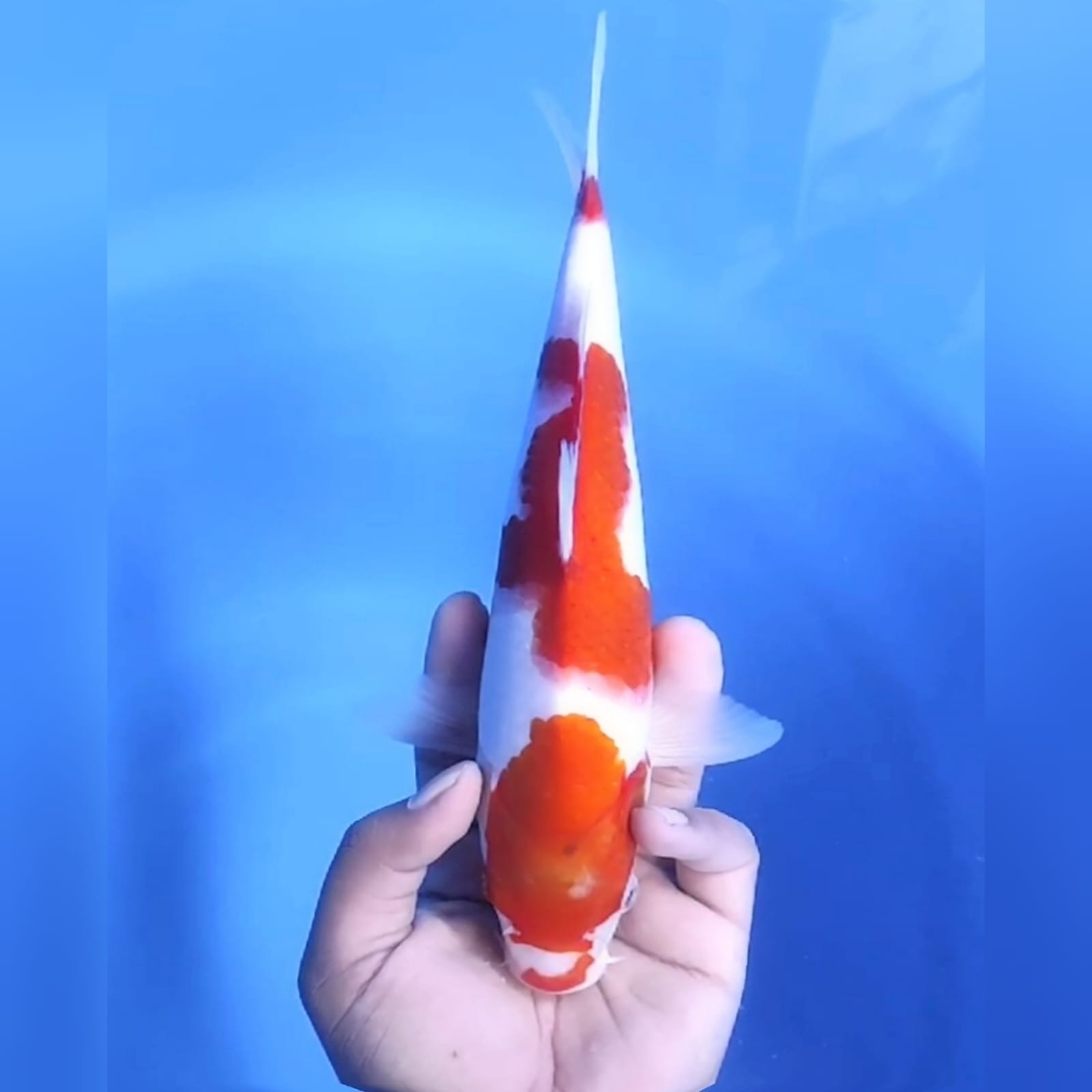 KOHAKU 29cm