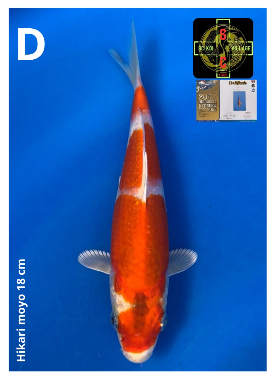HIKARI MOYO 18cm
