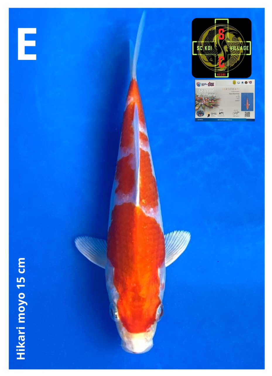 HIKARI MOYO 15cm