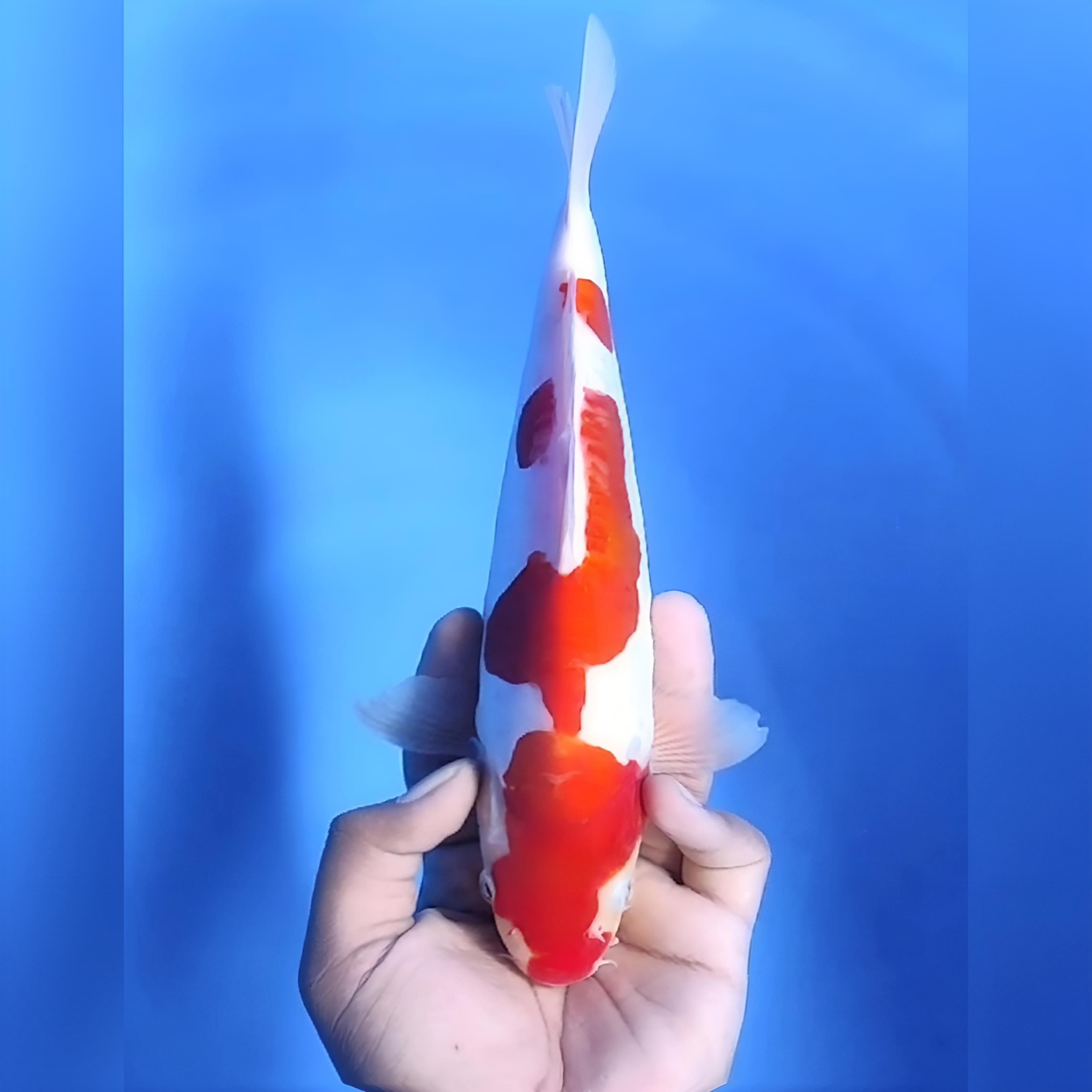 DOITSU PATTERN OKE 27cm