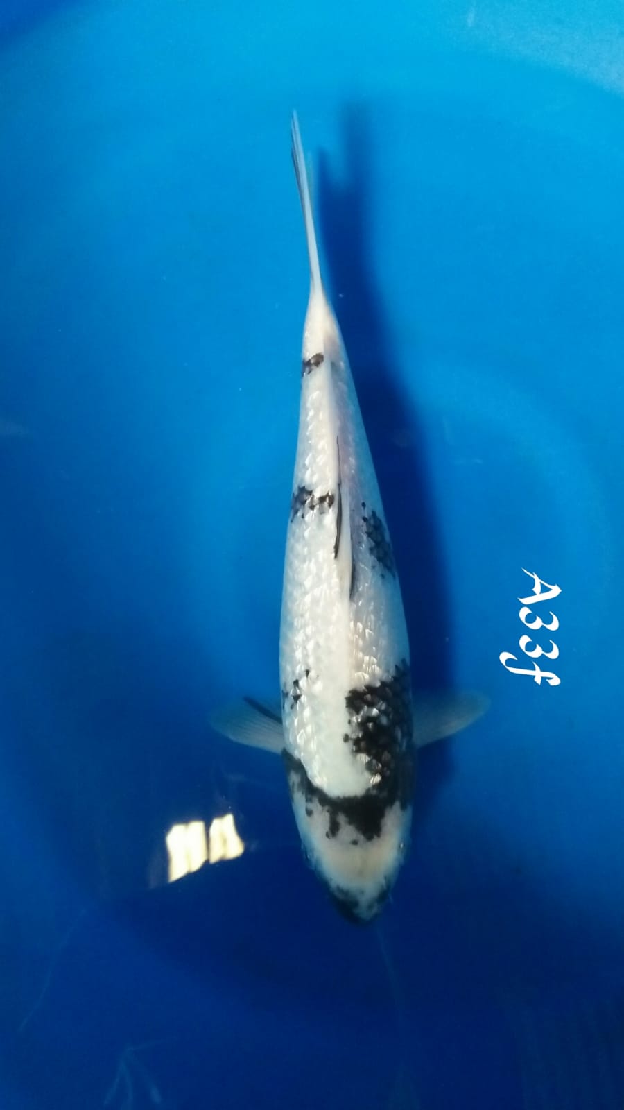 SHIRO F GINDRIN F1 33cm