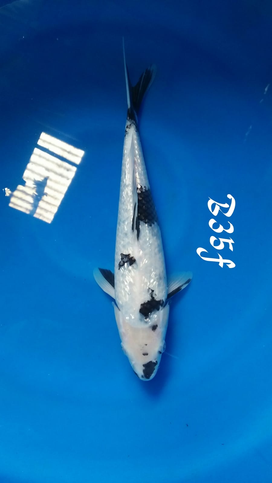 SHIRO GINDRIN F1 35cm