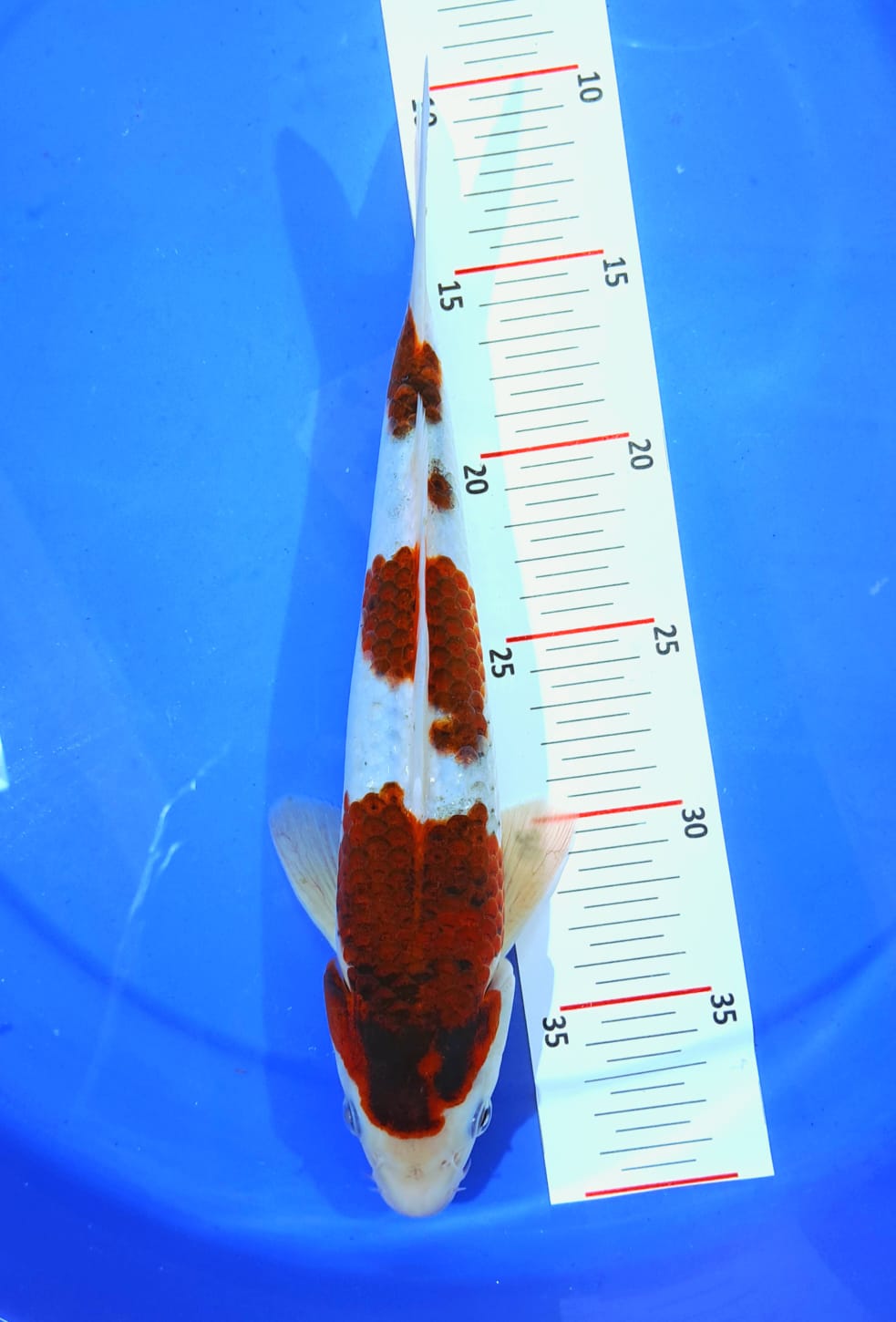 AI GOROMO 29cm