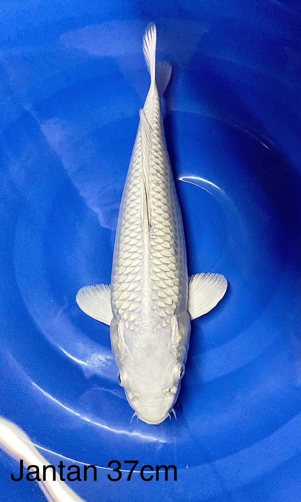 PLATINUM MALE 37cm