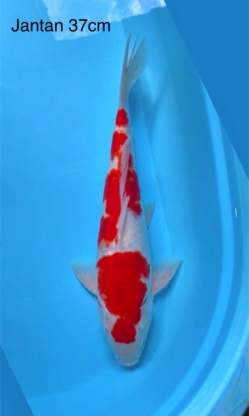 KOHAKU MALE 37cm