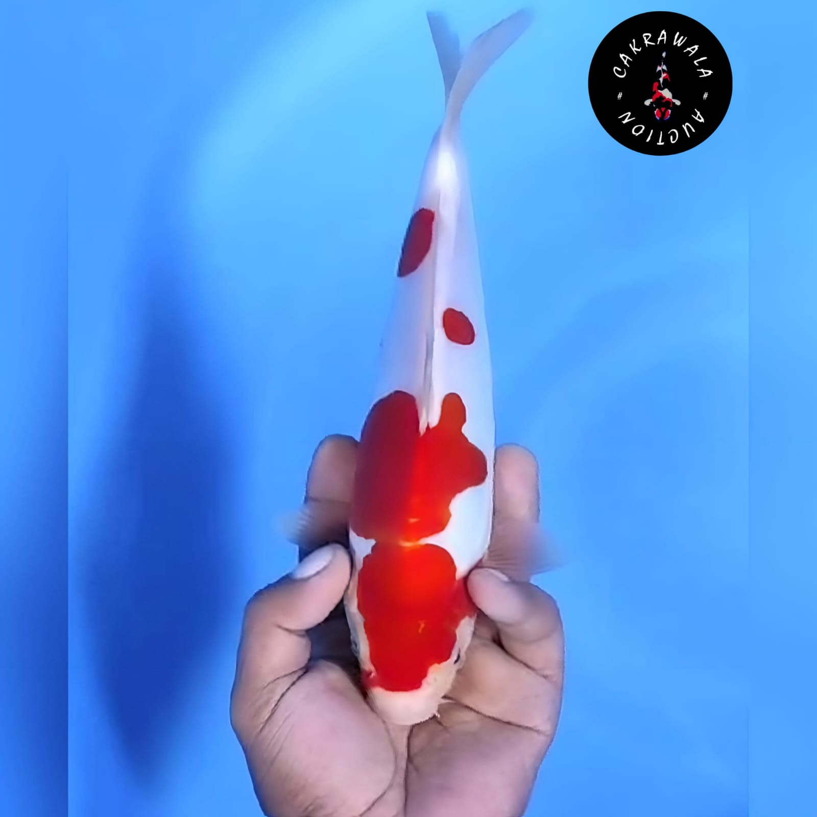 KOHAKU DOITSU MURNI 25cm