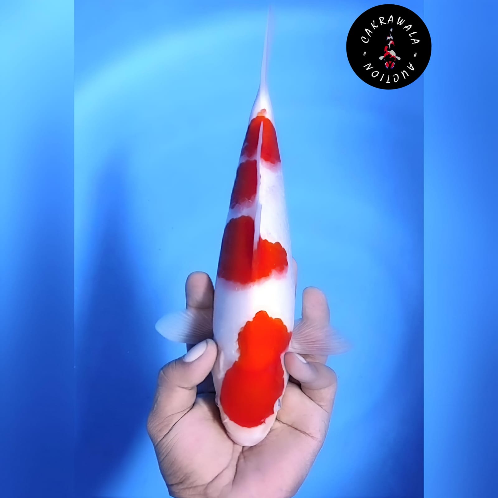 KOHAKU 29cm