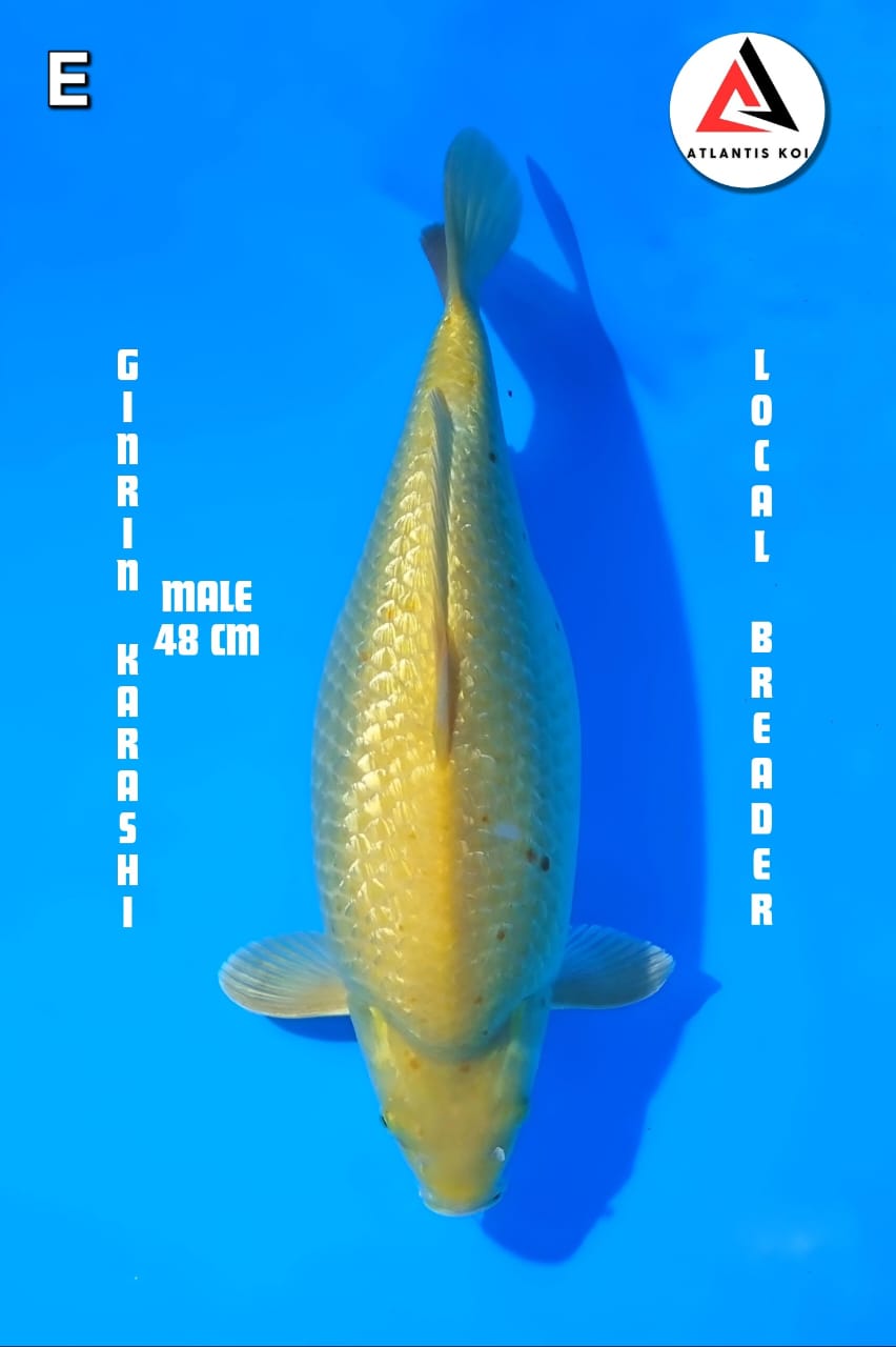 KARASHI GINRIN GEMOY MALE 48cm LOCAL BREEDER