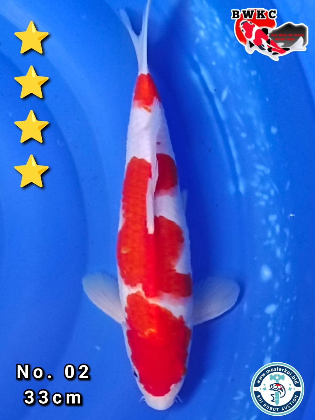 KOHAKU 33cm