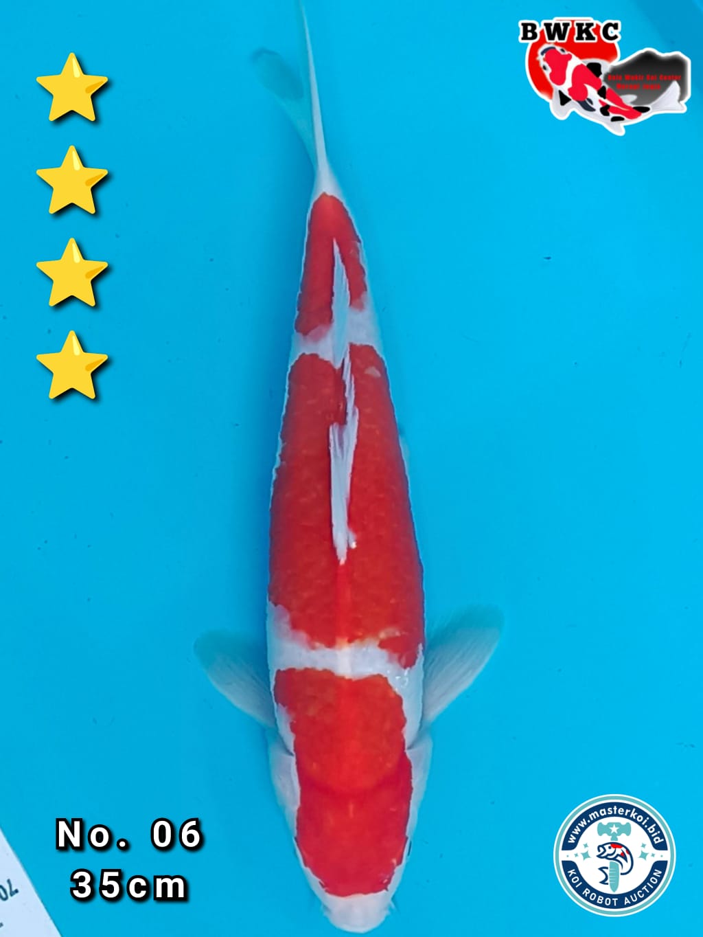KOHAKU 35cm