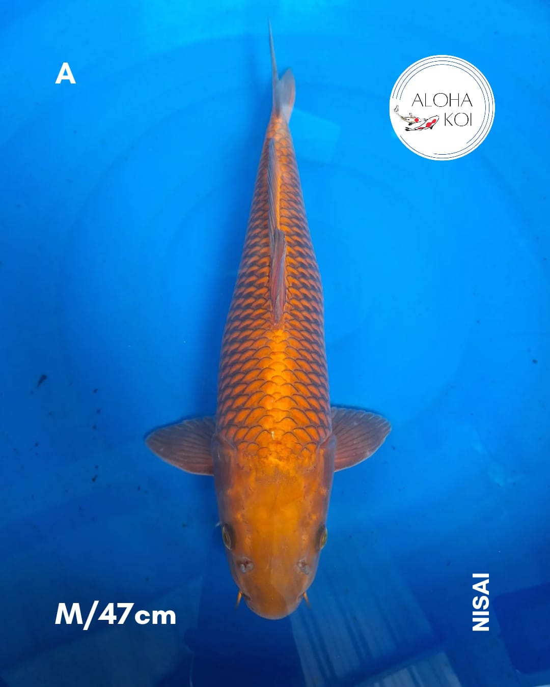 CHAGOI 47cm