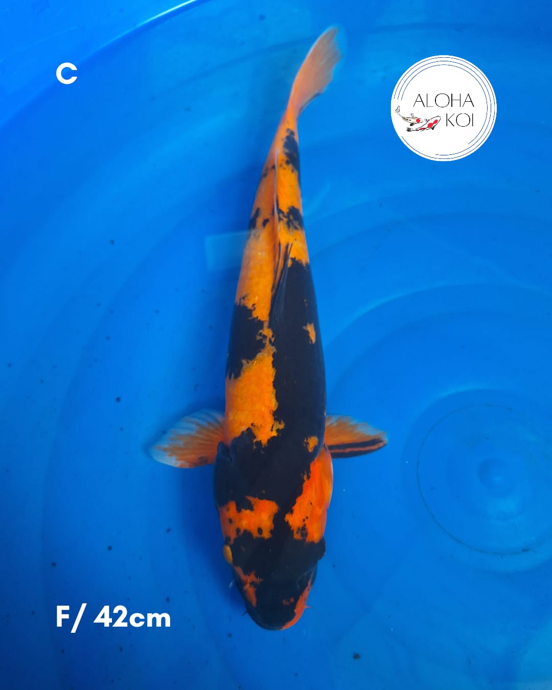 HI UTSURI 42cm