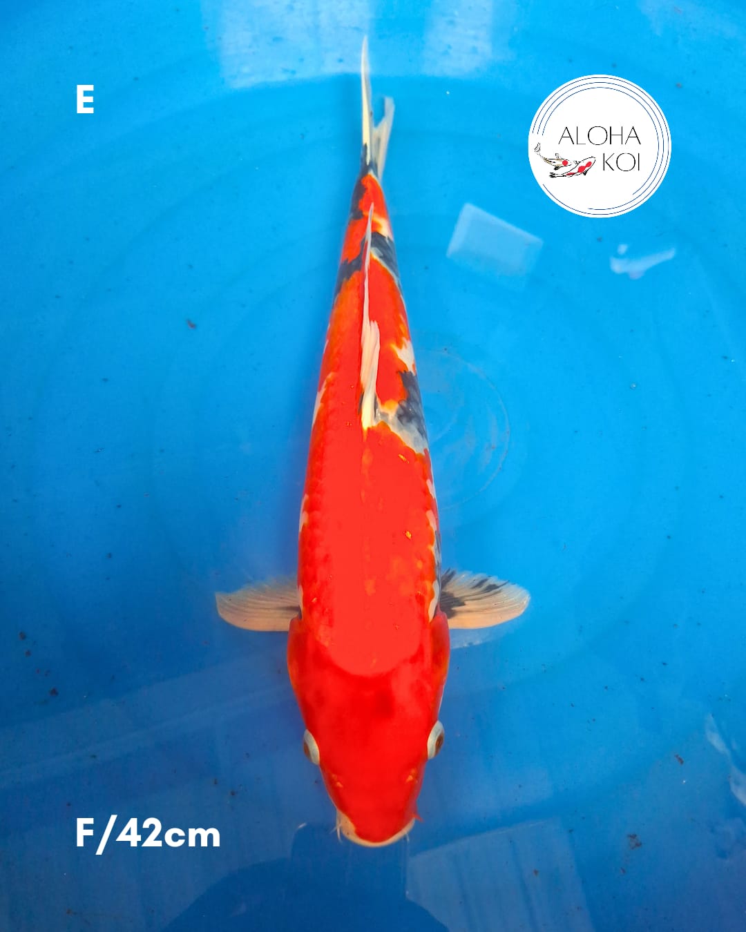 SHOWA 42cm