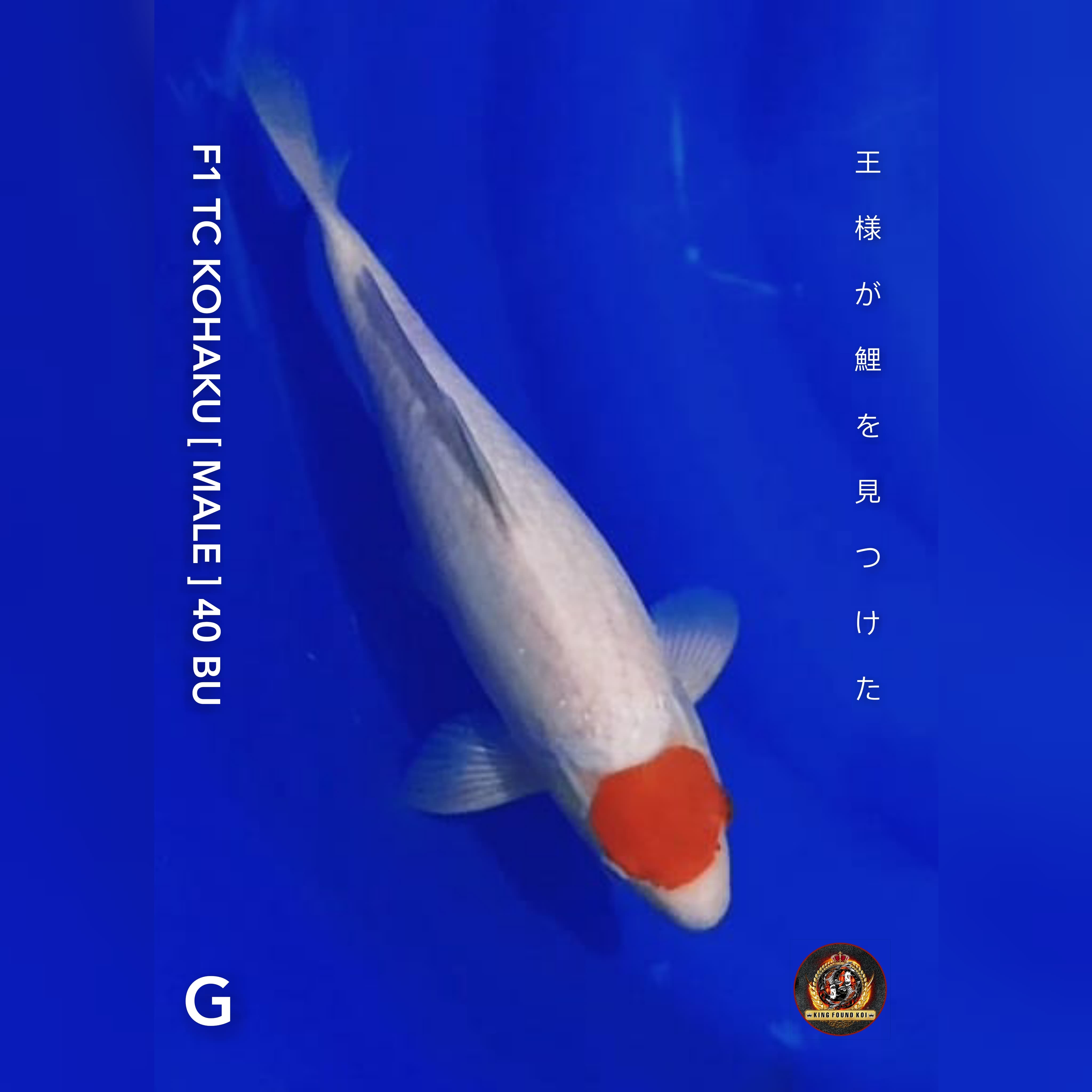 TANCO KOHAKU F1 SUPER 40cmBU 37cm QUALITY SHOW
