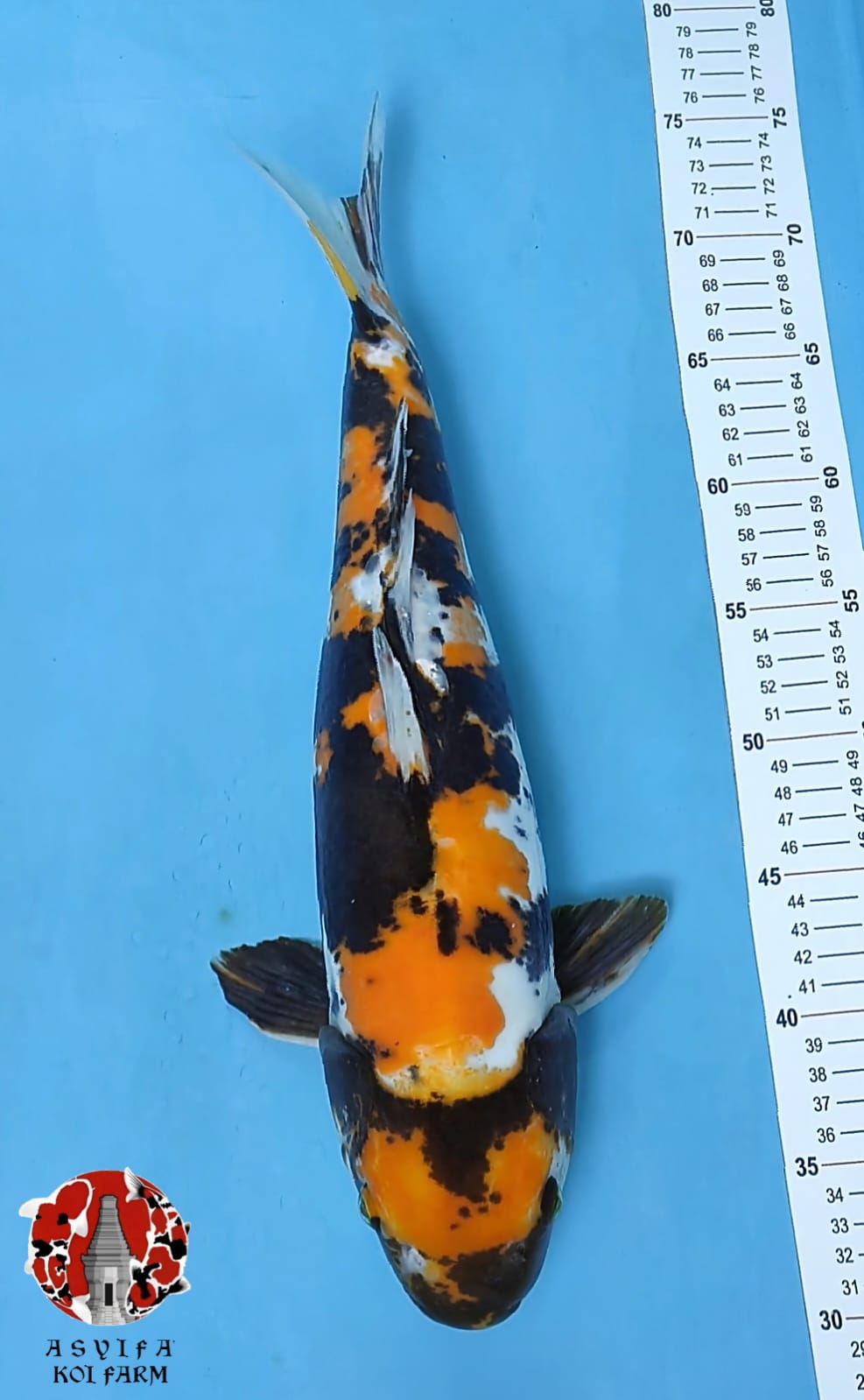 SHOWA DOITSU MURNI 45cm FEMALE