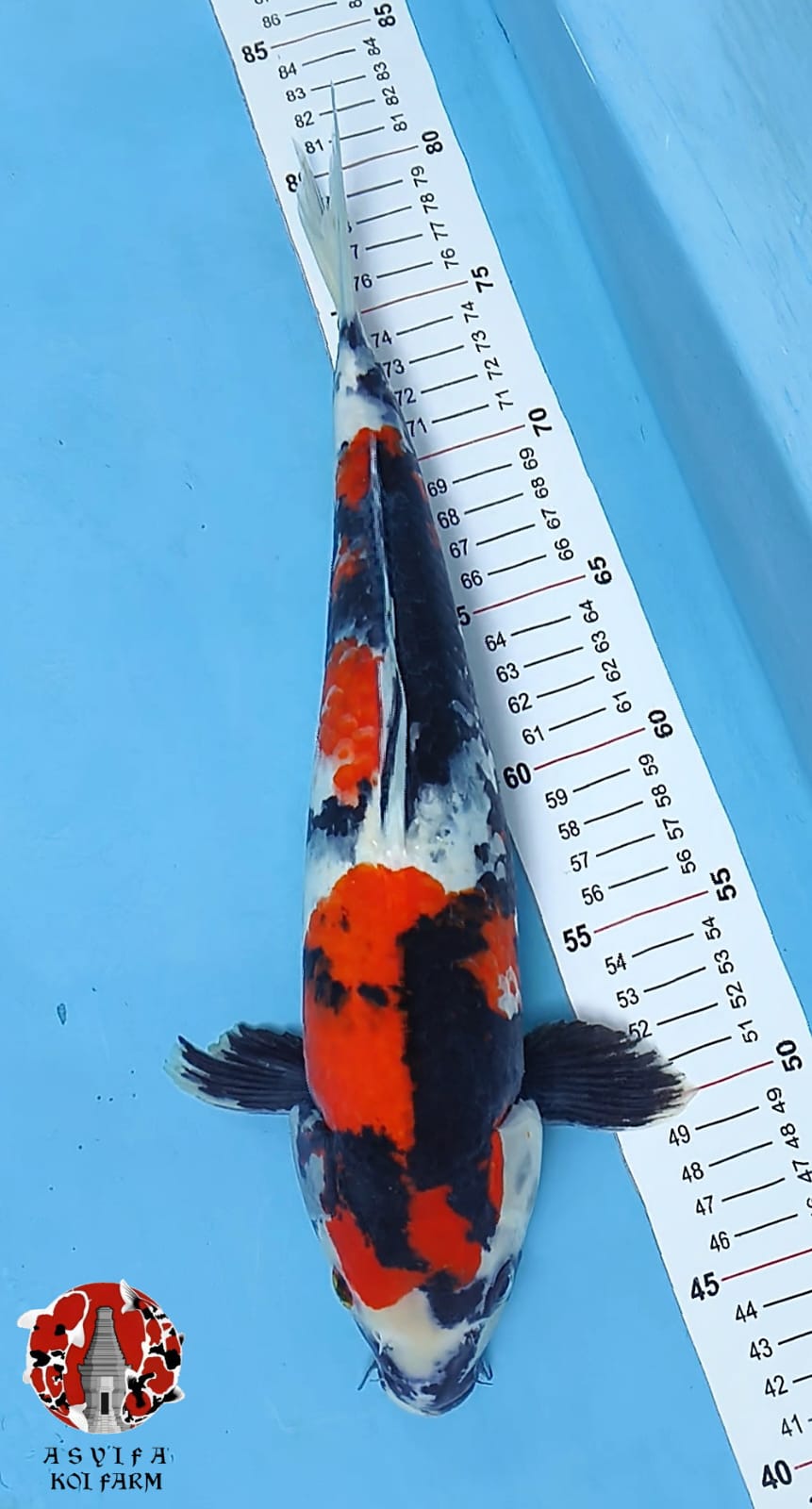 SHOWA ORIGINAL 37cm FEMALE