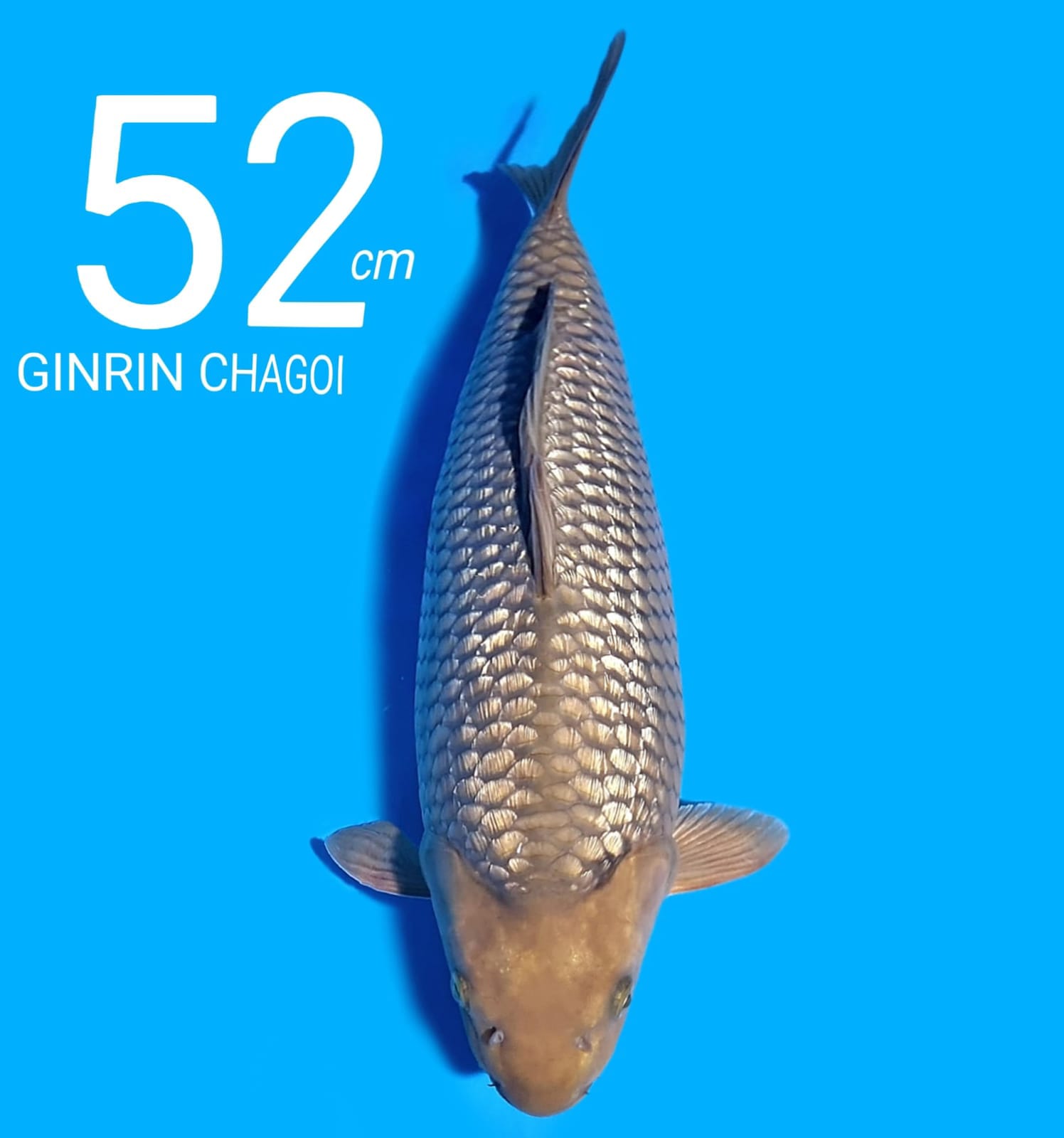 CHAGOI GINRIN 52cm SUDAH KARANTINA 2 MINGGU SHOW QUALITY BOLEH TITIP KEEPING