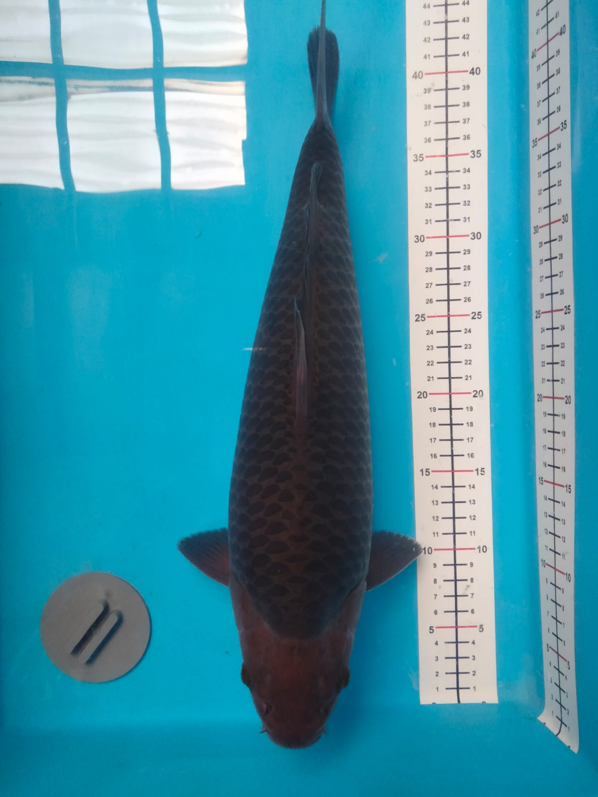 KARAMEL BREED MADINA AZIS 43cm