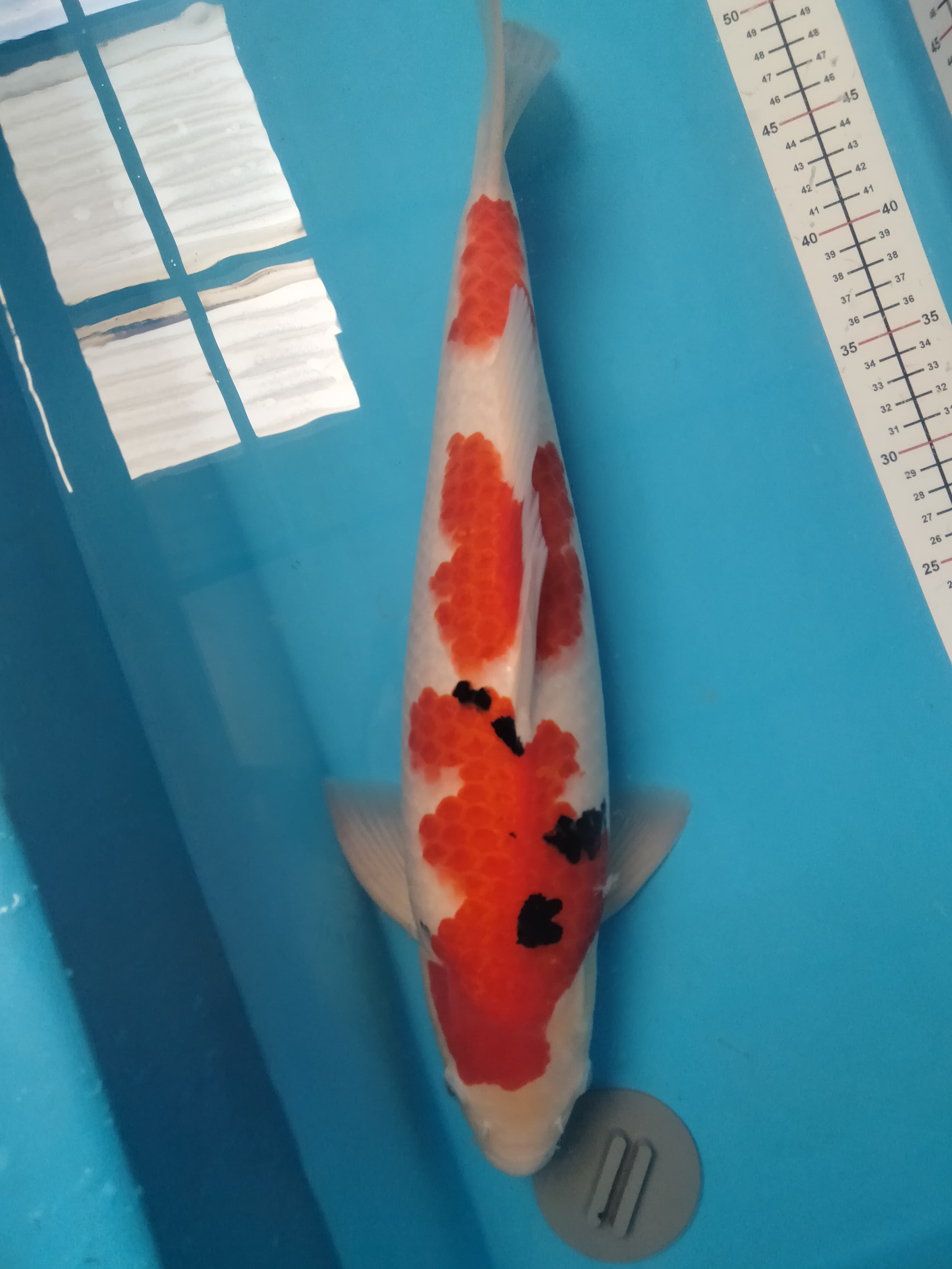 SANKE 46cm